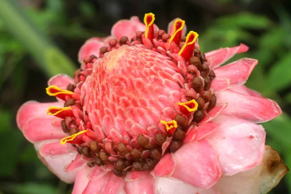 Close Etlingera Elatior Cor Flor Vermelha Natureza Floração Etlingera Elatior — Fotografia de Stock