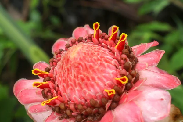 自然界では エトリングラの花色を赤に閉じます Etlingera Elatior Combrang Bunga Kantan フィリピンのワックス花 インドネシアの背の高い生姜 を咲かせます — ストック写真