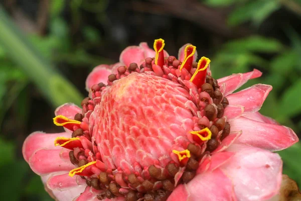 Κοντινό Πλάνο Etlingera Elatior Λουλούδι Χρώμα Κόκκινο Στη Φύση Ανθισμένα — Φωτογραφία Αρχείου