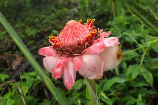 Floração Etlingera Elatior Combrang Bunga Kantan Flor Cera Filipina Gengibre — Fotografia de Stock