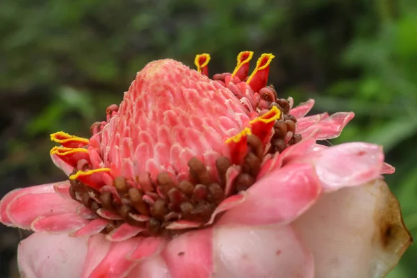 Blooming Etlingera Elatior Combrang Bunga Kantan Філіппінська Квітка Воску Індонезійський — стокове фото