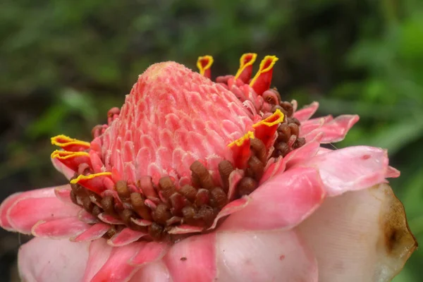 Ανθισμένα Etlingera Elatior Combrang Bunga Kantan Philippine Wax Flower Ινδονησιακό — Φωτογραφία Αρχείου