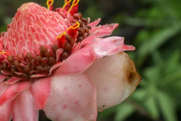 Etlingera Elatior Torch Ginger Flor Vermelha Bela Planta Gengibre Exótico — Fotografia de Stock