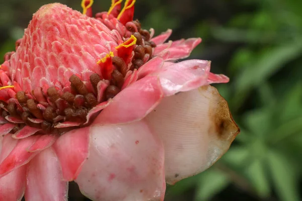 Blooming Etlingera Elatior Combrang Bunga Kantan Філіппінська Квітка Воску Індонезійський — стокове фото