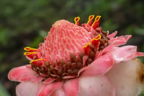 エトリネラ属の赤トーチジンジャーの花 ユニークな赤い花と素晴らしい緑の葉を取得する美しいエキゾチックな生姜の植物 草本多年生植物および植物シノニムの一種です — ストック写真