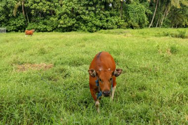 Kahverengi inek yeşil tarlada uzun otlarla duruyor. Genç inek kameranın lensine bakıyor. Mavi iple bağlanmış sığır eti. İnek çayırda otlar. Bali Adası, Endonezya.
