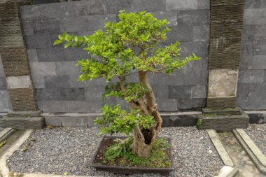 Genç süs bitkisi doğal taşların üzerinde bir tencerede. Yaprak döken bonsai, Bali evindeki taş duvarı süslüyor. Siyah arka planda siyah bir taşın üzerine inşa edilmiş küçük, yaprak döken bonsai..