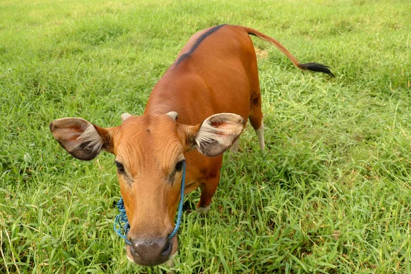 Brown cow standing in green field with tall grass. Young heifer looks into the camera lens. Beef cattle tied with blue rope. Cow grazes on meadow with grass. Bali Island, Indonesia.