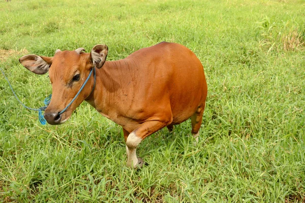 Brown cow standing in green field with tall grass. Young heifer looks into the camera lens. Beef cattle tied with blue rope. Cow grazes on meadow with grass. Bali Island, Indonesia.