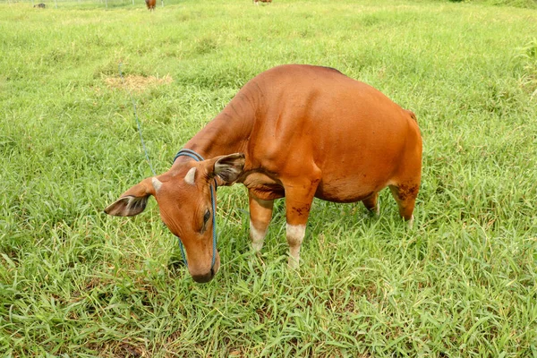 Brown cow standing in green field with tall grass. Young heifer looks arround. Beef cattle tied with blue rope. Cow grazes on meadow with grass. Natural background your project. Bali Island, Indonesia