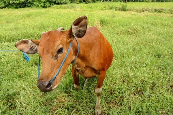 Brown cow standing in green field with tall grass. Young heifer looks into the camera lens. Beef cattle tied with blue rope. Cow grazes on meadow with grass. Bali Island, Indonesia.