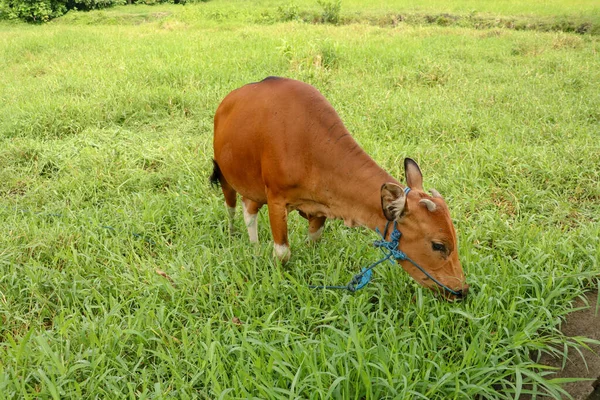 Brown cow standing in green field with tall grass. Young heifer looks into the camera lens. Beef cattle tied with blue rope. Cow grazes on meadow with grass. Bali Island, Indonesia.