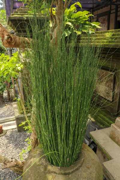 Young ornamental bamboo plant in pot of natural stone. Bunch of young bamboo decorates the entrance to a house on Bali. Slender trunks of green ornamental plants shaped like bamboo but smaller in size