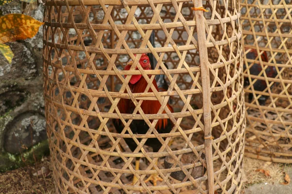 Brown Fighting Cock Wicker Basket Made Bamboo Adept Win Die — Stock Photo, Image