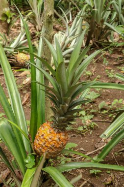 Genç ananas Bali adasındaki tropikal ormanda olgunlaşır. Ananas, olgunlaşır ve turuncu renge bürünür. Ekstra Tatlı Tropikal Nanas Madu. Egzotik bir meyvenin meyvesi Bromelia ananas.