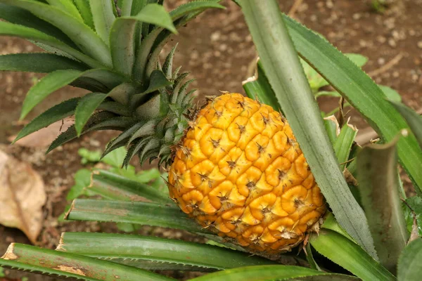 Close Abacaxi Jovem Amadurecendo Selva Tropical Ilha Bali Abacaxi Comosus — Fotografia de Stock