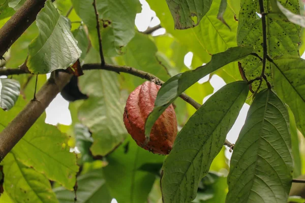 The cocoa tree with fruits. Brown Cocoa pods grow on the tree, Cacao plantation. Close up of light brown Cacao pods growing on branches and trunks of their trees on a chocolate farm in Bali, Indonesia.