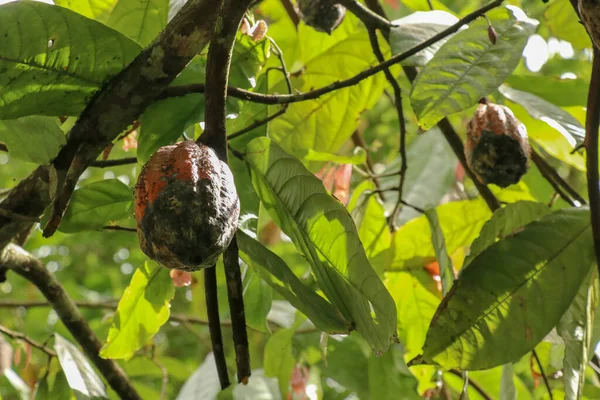 Cacaoboom Met Fruit Brown Cacao Peulen Groeien Boom Cacao Plantage — Stockfoto