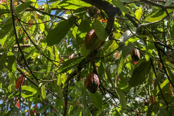 The cocoa tree with fruits. Brown Cocoa pods grow on the tree, Cacao plantation. Close up of light brown Cacao pods growing on branches and trunks of their trees on a chocolate farm in Bali, Indonesia.
