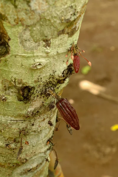 Olgun Kakao Meyvesi Kahverengi Kakao Kabukları Ağaçta Yetişiyor Meyveli Kakao — Stok fotoğraf