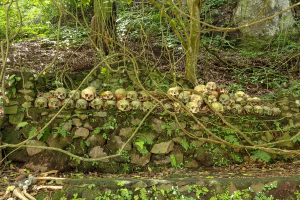 Skulls at Kuburan Terunyan Cemetery on the Island of Bali. Human skulls stacked in rows on top of each other on stone walls beneath banyan trees, which absorb the smell of rotting human remains.