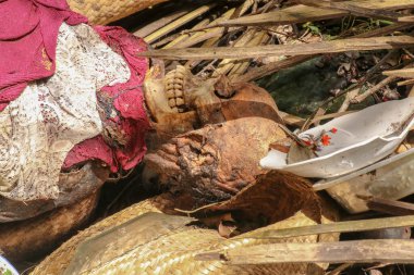 Merhum bir adamın kafatasına yakından bakın. Kafatası hala deri ve kas dokusuyla kaplı. Beyin kafatasındaki bir delikten görülebilir. Ölüleri Bali 'ye gömmek için alışılmadık bir yol..