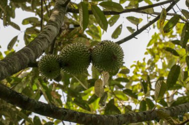 Ağaçta olgunlaşmış durian. Güneşli bir bahçede Durian ağacının dalında olgunlaşan taze Durian sürüsü. Dünyanın en kokuşmuş meyvesi. Ağacın üzerindeyken yırt ki meyve sevenler daha çok yesinler..
