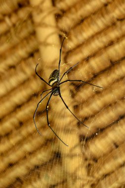 Nephila pilipes 'in ya da altın küre ağ örümceğinin ön görüntüsü. Dev Muz Örümceği ağında avını bekliyor. Vahşi Asya Bali 'de Örümcek' in Macro yakın çekimi. Güneydoğu Asya 'dan büyük renkli bir örümcek..
