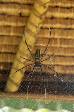 Nephila pilipes 'in ya da altın küre ağ örümceğinin üst görüntüsü. Dev Muz Örümceği ağında avını bekliyor. Vahşi Asya Bali 'de Örümcek' in Macro yakın çekimi. Güneydoğu Asya 'dan büyük renkli bir örümcek..