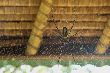 Nephila pilipes 'in ya da altın küre ağ örümceğinin üst görüntüsü. Dev Muz Örümceği ağında avını bekliyor. Vahşi Asya Bali 'de Örümcek' in Macro yakın çekimi. Güneydoğu Asya 'dan büyük renkli bir örümcek..