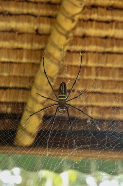Nephila pilipes 'in ya da altın küre ağ örümceğinin üst görüntüsü. Dev Muz Örümceği ağında avını bekliyor. Vahşi Asya Bali 'de Örümcek' in Macro yakın çekimi. Güneydoğu Asya 'dan büyük renkli bir örümcek..