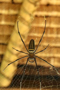 Nephila pilipes 'in ya da altın küre ağ örümceğinin üst görüntüsü. Dev Muz Örümceği ağında avını bekliyor. Vahşi Asya Bali 'de Örümcek' in Macro yakın çekimi. Güneydoğu Asya 'dan büyük renkli bir örümcek..