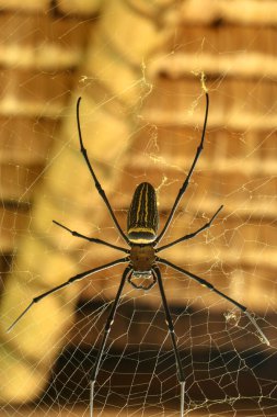 Nephila pilipes 'in ya da altın küre ağ örümceğinin üst görüntüsü. Dev Muz Örümceği ağında avını bekliyor. Vahşi Asya Bali 'de Örümcek' in Macro yakın çekimi. Güneydoğu Asya 'dan büyük renkli bir örümcek..