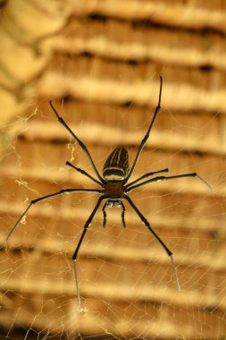 Nephila pilipes 'in ya da altın küre ağ örümceğinin ön görüntüsü. Dev Muz Örümceği ağında avını bekliyor. Vahşi Asya Bali 'de Örümcek' in Macro yakın çekimi. Güneydoğu Asya 'dan büyük renkli bir örümcek..