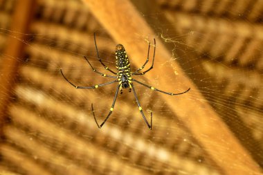 Nephila pilipes 'in alt görüntüsü ya da altın küre ağ örümceği. Dev Muz Örümceği ağında avını bekliyor. Vahşi Asya Bali 'de Örümcek' in Macro yakın çekimi. Güneydoğu Asya 'dan büyük renkli bir örümcek..