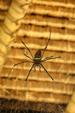 Nephila pilipes 'in ya da altın küre ağ örümceğinin ön görüntüsü. Dev Muz Örümceği ağında avını bekliyor. Vahşi Asya Bali 'de Örümcek' in Macro yakın çekimi. Güneydoğu Asya 'dan büyük renkli bir örümcek..