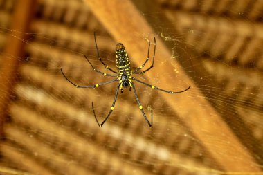 Nefila pilipes ya da altın küre ağ örümceği. Dev Muz Örümceği kurbanını bekliyor. Vahşi Asya Bali 'de Örümcek' in Macro yakın çekimi. Güneydoğu Asya ormanları ve ormanlık alanlardan büyük renkli bir örümcek..