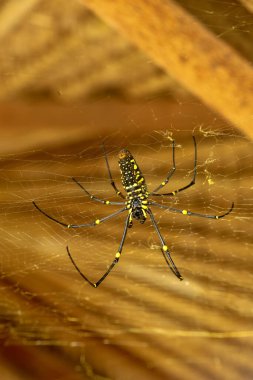 Nephila pilipes 'in alt görüntüsü ya da altın küre ağ örümceği. Dev Muz Örümceği ağında avını bekliyor. Vahşi Asya Bali 'de Örümcek' in Macro yakın çekimi. Güneydoğu Asya 'dan büyük renkli bir örümcek..