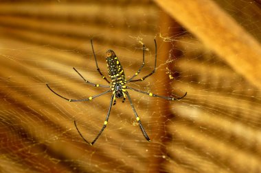 Nefila pilipes ya da altın küre ağ örümceği. Dev Muz Örümceği kurbanını bekliyor. Vahşi Asya Bali 'de Örümcek' in Macro yakın çekimi. Güneydoğu Asya ormanları ve ormanlık alanlardan büyük renkli bir örümcek..