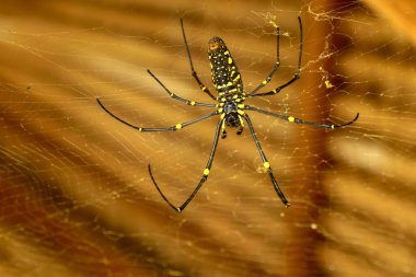 Nephila pilipes 'in alt görüntüsü ya da altın küre ağ örümceği. Dev Muz Örümceği ağında avını bekliyor. Vahşi Asya Bali 'de Örümcek' in Macro yakın çekimi. Güneydoğu Asya 'dan büyük renkli bir örümcek..