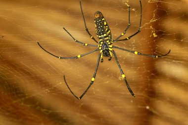 Nephila pilipes 'in alt görüntüsü ya da altın küre ağ örümceği. Dev Muz Örümceği ağında avını bekliyor. Vahşi Asya Bali 'de Örümcek' in Macro yakın çekimi. Güneydoğu Asya 'dan büyük renkli bir örümcek..