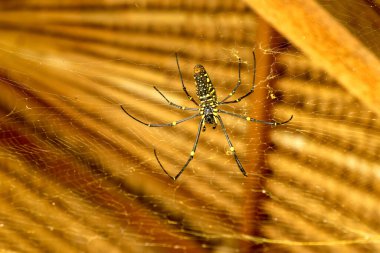 Nephila pilipes 'in alt görüntüsü ya da altın küre ağ örümceği. Dev Muz Örümceği ağında avını bekliyor. Vahşi Asya Bali 'de Örümcek' in Macro yakın çekimi. Güneydoğu Asya 'dan büyük renkli bir örümcek..
