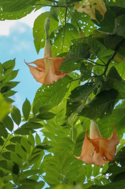 Birçok sarı Brugmansiya, Bali 'de trompet ya da Datura çiçeği olarak adlandırılır. Turuncu Çiçekli Brugmansia Sangine Meleği 'nin Trompet Çalı Ağacı. Projeniz için en iyi doğal arkaplan.