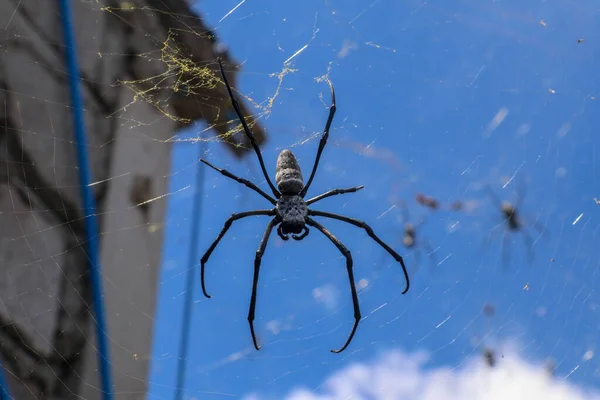 在巴厘岛的墙壁和房屋屋顶之间的蜘蛛网上的大型蜘蛛的密闭 在灰砖墙和蓝天的背景下 白云被太阳光照亮 大型彩色蜘蛛 — 图库照片
