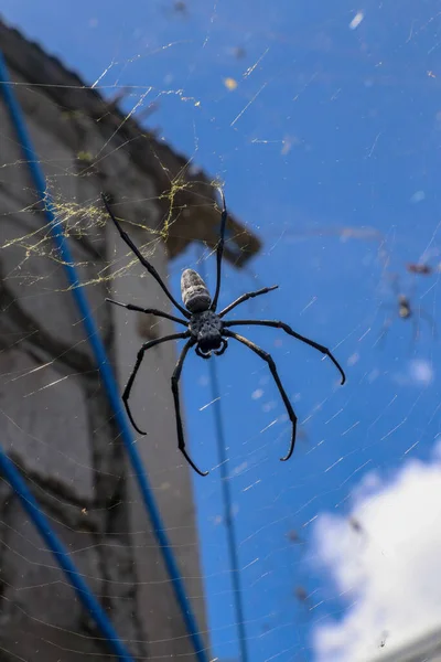 Primer Plano Grandes Arañas Redes Araña Entre Paredes Techos Casas —  Fotos de Stock