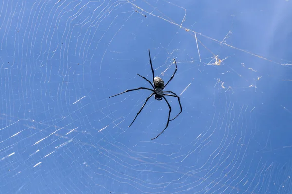 Primer Plano Gran Araña Red Araña Isla Bali Sobre Fondo — Foto de Stock