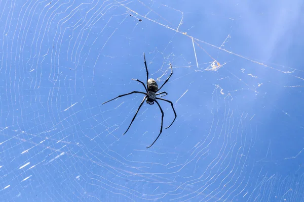 巴厘岛蜘蛛网上的大蜘蛛的近身 在蔚蓝蓝天的背景下被太阳光照耀着 东南亚的大型彩色蜘蛛 可怕的自然背景 — 图库照片