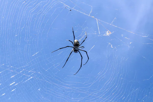 Großaufnahme Einer Großen Spinne Auf Einem Spinnennetz Auf Bali Vor — Stockfoto