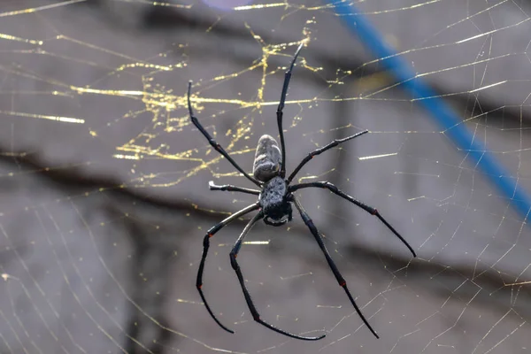 Primer Plano Nephila Pilipes Araña Dorada Orbe Web Araña Banana —  Fotos de Stock