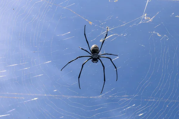 Primer Plano Gran Araña Red Araña Isla Bali Sobre Fondo —  Fotos de Stock